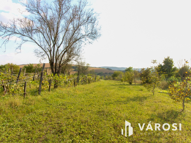 Belterületi nagyméretű telek présházzal és szőlővel Únyon