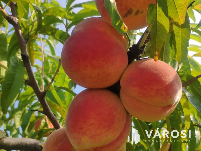 Debreceni 7,5 hektáros tanyagazdaság, csodás környezetben!!!