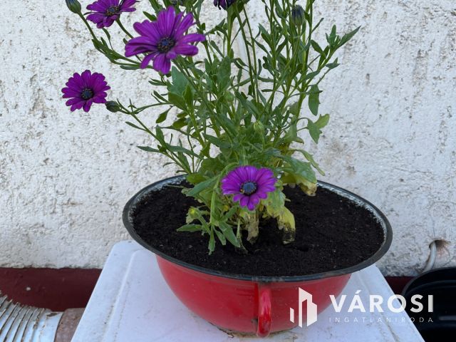 Debrecen-Apafán, Madárdalos Önellátó Kis Birtok Eladó!